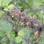Salvia tiliifolia Plod
