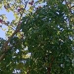 Sterculia foetida Leaf