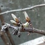 Viburnum × bodnantense Hoja