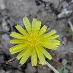 Launaea procumbens 花