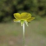 Ranunculus illyricus Flower