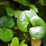 Soldanella villosa Leaf