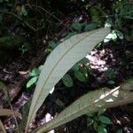 Pouteria cicatricata Leaf