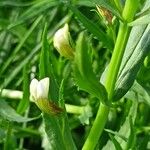 Gratiola officinalis Flower