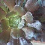 Aeonium arboreum पत्ता