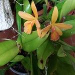 Cattleya brevipedunculata Çiçek