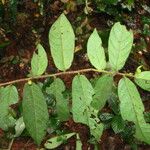 Antidesma laciniatum Лист