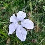 Nicotiana longiflora Цвят