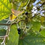 Alangium chinense Fruit