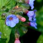 Pulmonaria officinalis Habitus