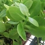 Sedum telephium Leaf
