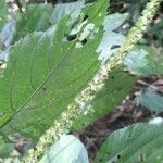 Acalypha macrostachya Flor
