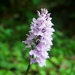 Dactylorhiza fuchsii花