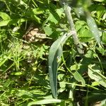 Symphyotrichum subulatum Fulla