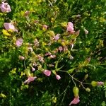Vaccaria hispanica പുഷ്പം