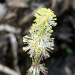 Sparganium erectum Fleur