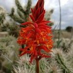 Dichromanthus cinnabarinus Blüte