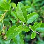 Pyracantha coccinea Blad