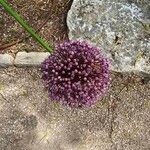 Allium atroviolaceum 花