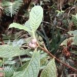 Psychotria fuscopilosa Fruto