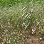 Phalaris coerulescens Λουλούδι