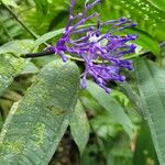 Faramea suerrensis Blüte