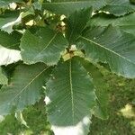 Quercus aliena Листок
