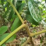 Santiria tomentosa Bark