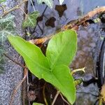 Menyanthes trifoliata Liść