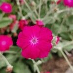 Silene banksia Fiore