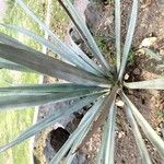 Agave tequilana 叶