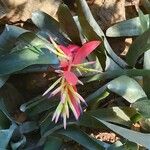 Billbergia vittata 花