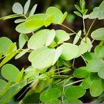 Senna bicapsularis Blatt