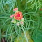 Emilia coccinea Flower