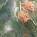 Fagus × taurica Fruit