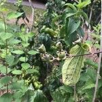 Philadelphus schrenkii Fruit