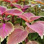 Coleus decurrens Frunză