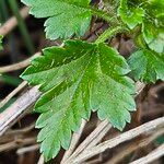 Ribes alpinum Leaf