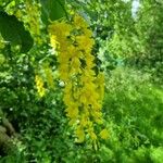 Laburnum alpinumKukka