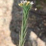 Linum strictum Leaf