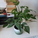 Monstera minima Blatt