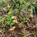 Commelina reptans ശീലം