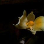 Goeppertia hammelii Flower