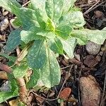 Cerinthe major Feuille