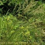 Phleum phleoides Habit