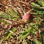 Vachellia drepanolobium Leaf