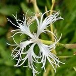 Dianthus superbus Kvet