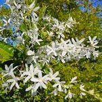 Petrea volubilisКвітка