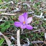 Crocus corsicus Flower