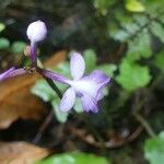 Cynorkis squamosa Flower